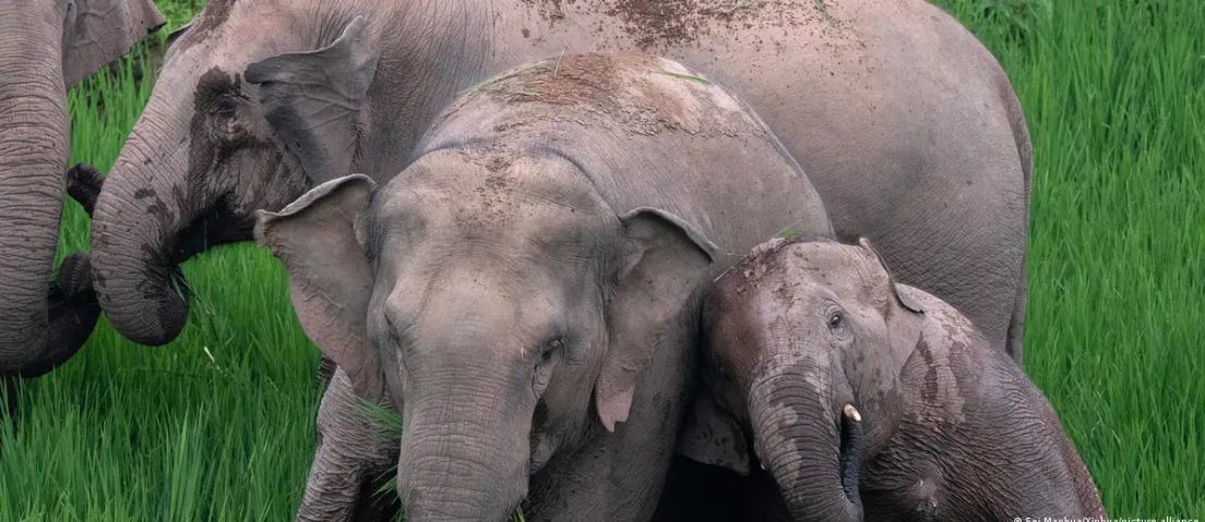 एशियाई हाथी अपने बच्चों को रो-रोकर दफनाते हैं