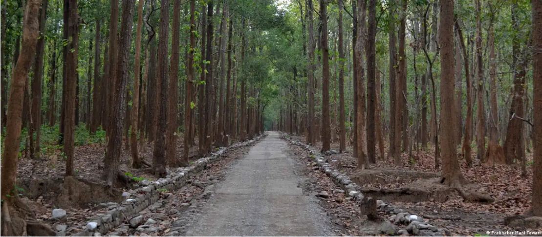 जिम कॉर्बेट के मुख्य क्षेत्र में बाघ सफारी पर क्यों लगा बैन