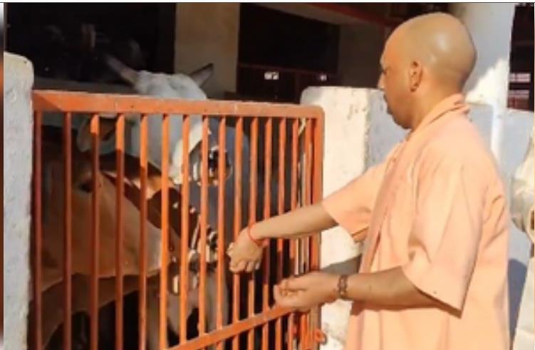 गोरखनाथ मंदिर की गोशाला में मुख्यमंत्री योगी ने की गोसेवा गोरखनाथ मंदिर की गोशाला में मुख्यमंत्री योगी ने की गोसेवा