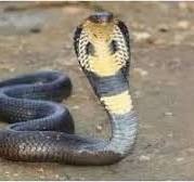 सर्पदंश: वक्त पर प्रभावी उपचार के प्रयास