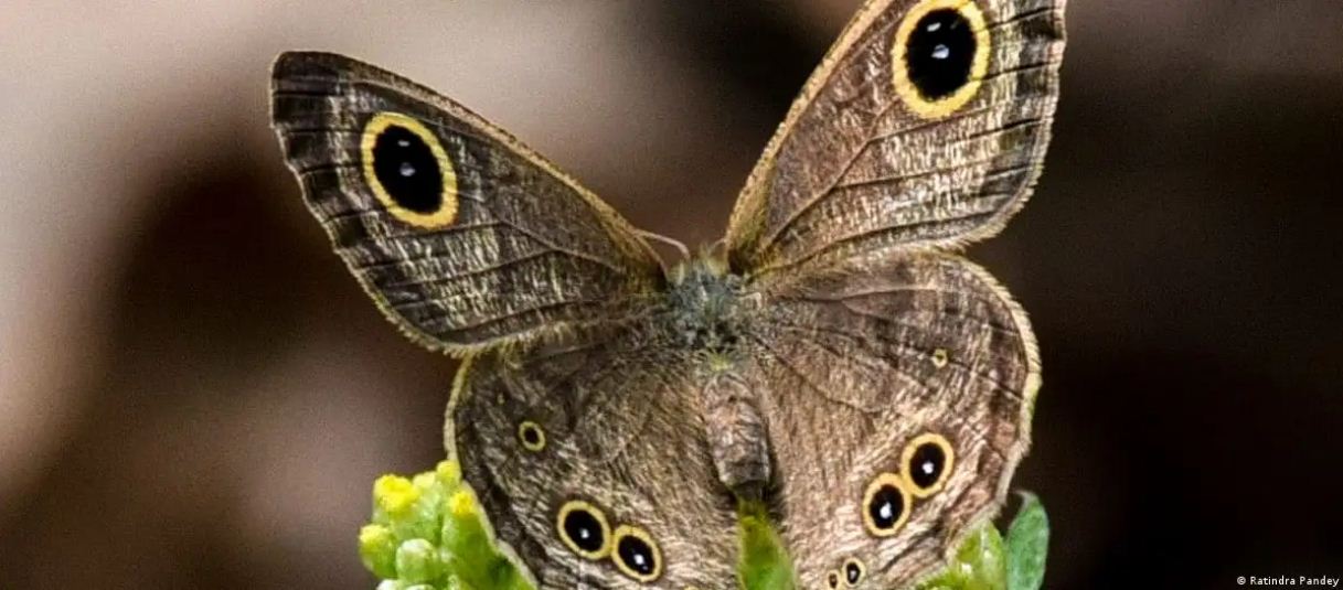 अब हिन्दी नामों के साथ भारत में उड़ेंगी तितलियां