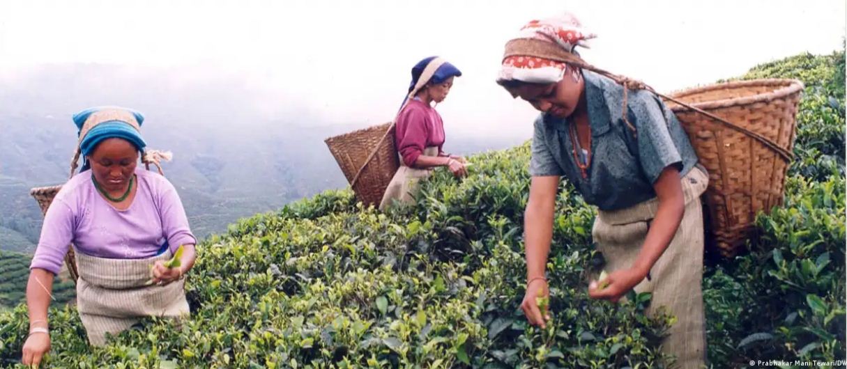 दार्जिलिंग चुनाव में पहली बार पर्यावरण बना मुद्दा