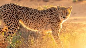 करौली में मध्यप्रदेश के राष्ट्रीय उद्यान कूनो से एक चीता के भटकर कर आने से ग्रामीणों में दहशत