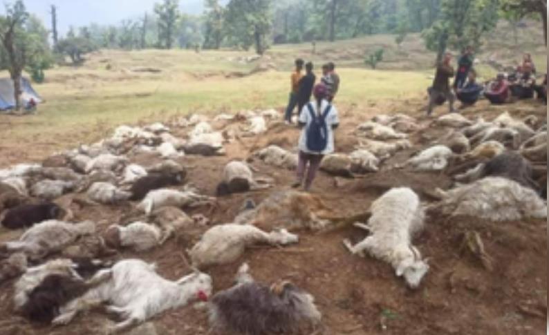बागेश्वर : कपकोट के लमतरा बुग्याल में आसमानी बिजली से 10 पशुपालकों की 121 भेड़-बकरियां मरीं, प्रभावितों को तत्काल मुआवजा देने के निर्देश बागेश्वर : कपकोट के लमतरा बुग्याल में आसमानी बिजली से 10 पशुपालकों की 121 भेड़-बकरियां मरीं, प्रभावितों को तत्काल मुआवजा देने के निर्देश