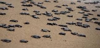 ओडिशा के केंद्रपाड़ा में ‘ओलिव रिडले’ कछुओं के बच्चे अंडों से बाहर निकलकर समुद्र की ओर बढ़े