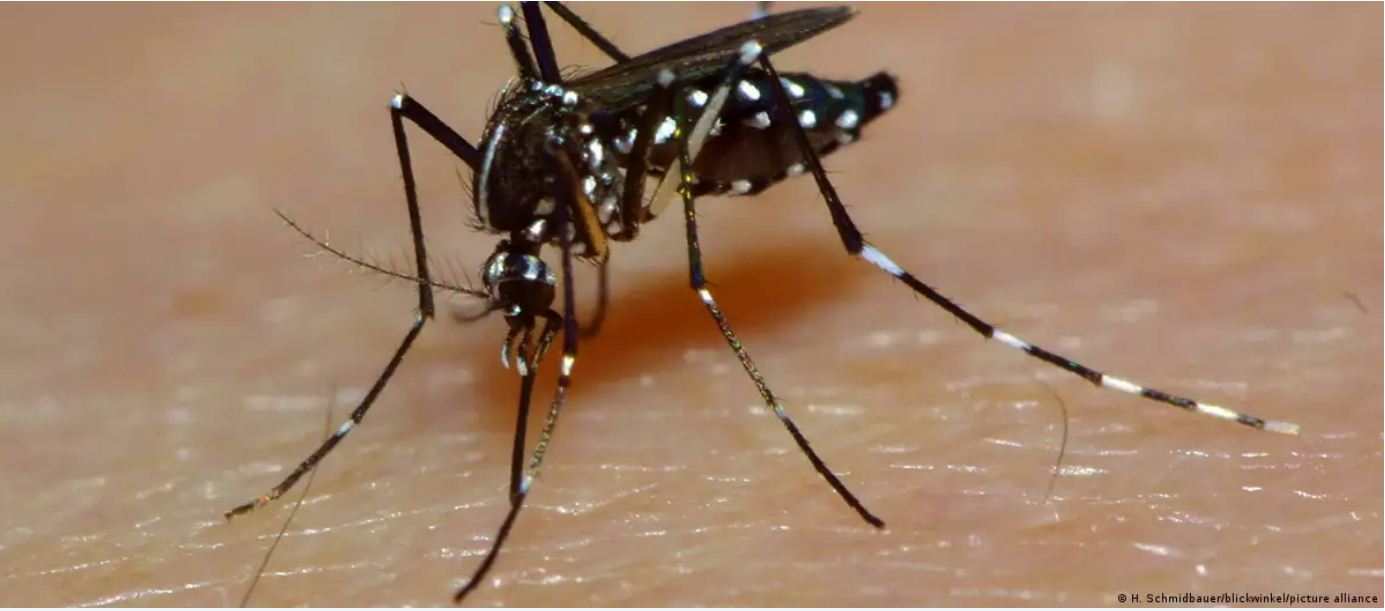 यूरोप में कौन लेकर आ रहा है डेंगू