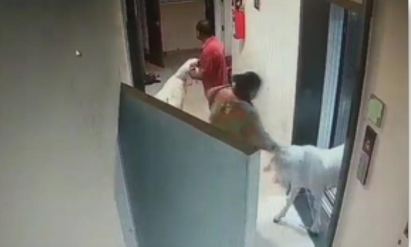 मुंबई : दो सोसाइटी में बकरे की कुर्बानी को लेकर बवाल 