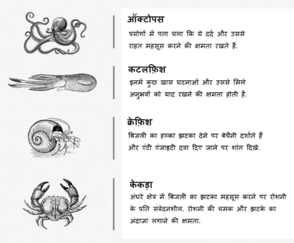 इंसानों के अलावा अन्य जीवों में चेतना होती है, नए शोध क्या कहते हैं?