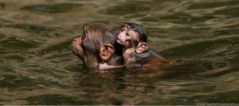 जंगली जानवरों के लिए जानलेवा साबित हो रही बढ़ती गर्मी