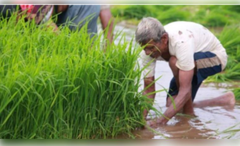 खरीफ फसलों का बुआई क्षेत्र चालू सीजन में 3 प्रतिशत बढ़ा 