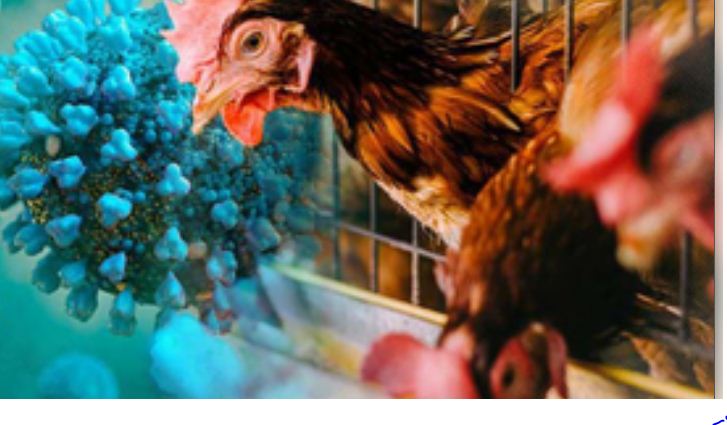 कंबोडिया में बढ़ रहे हैं बर्ड फ्लू के मामले, 16 साल की बच्ची हुई संक्रमित नोम 