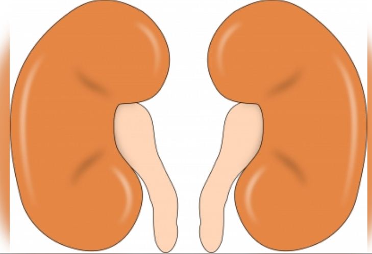 किडनी रोगियों के लिए प्रोटीन युक्त आहार फायदेमंद: शोध 
