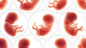 एआई आईवीएफ भ्रूण भी चुन सकता है, पहला यादृच्छिक नियंत्रित परीक्षण उम्मीद बंधाता है