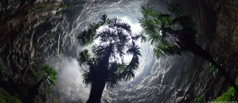 क्या ताड़ के पेड़ लोगों को आसमानी बिजली से बचा सकते हैं