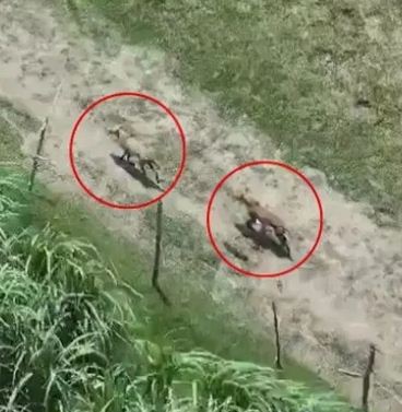 उप्र : बहराइच में भेड़ियों के हमलों से प्रभावित क्षेत्रों में शूटरों की टीम तैनात