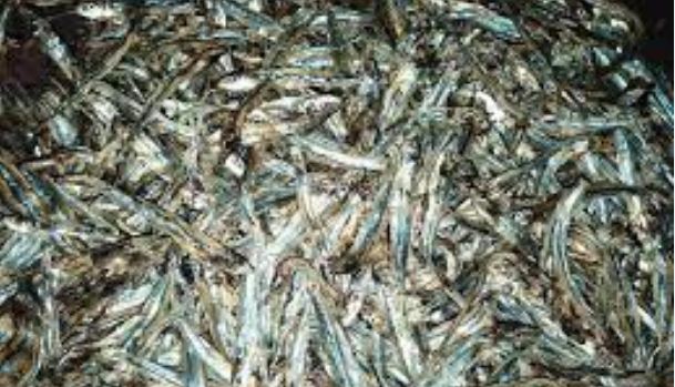 मैं तो एक ही सुगंध जानती हूं