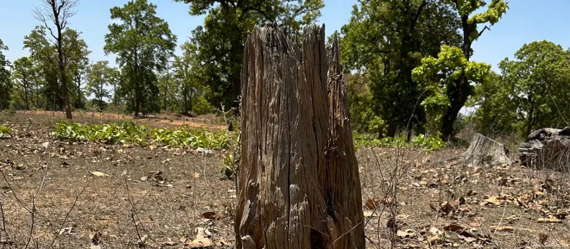 छत्तीसगढ़ के हसदेव में विरोध के बावजूद काटे गए 11 हजार पेड़