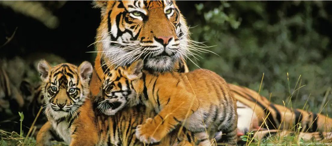 इंसान के फंदे ने सबसे छोटी बाघिन की जान ली