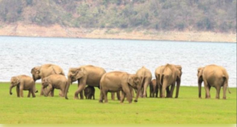 केंद्र सरकार ने वन्‍यजीव आवास एकीकृत विकास योजना के लिए मंजूर किए 2,603 करोड़ रुपये 
