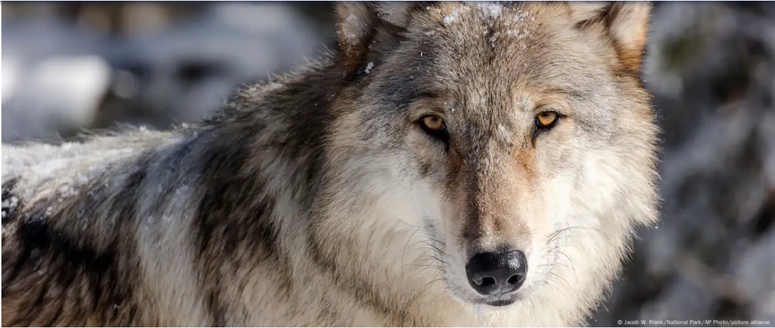 यूरोप: विलुप्त होने की कगार से लौटे भेड़ियों पर बढ़ रहा खतरा