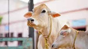 महाराष्ट्र सरकार का राज्यमाता-गौमाता फैसला वोट जुटाने के लिए : कांग्रेस