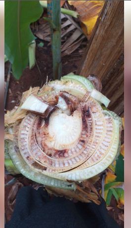 यूपी के केला किसानों के लिए बड़ी राहत : फ्यूजेरियम विल्ट रोग का कारगर इलाज खोजा गया 