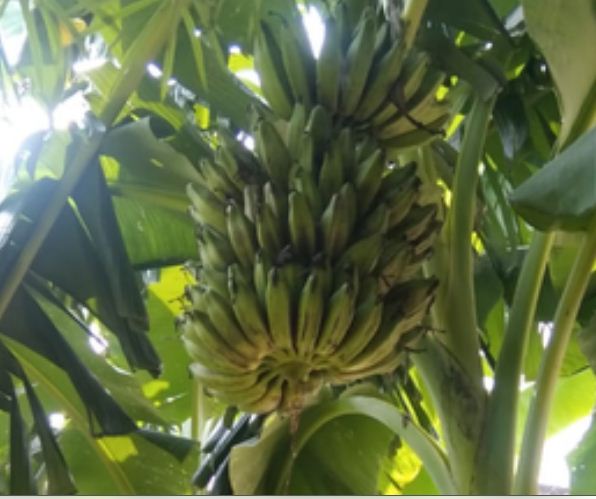 यूपी के किसानों में बढ़ा केले की खेती का क्रेज