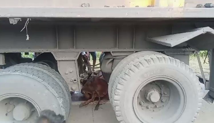 ट्रेलर चालक ने नौ गो-वंश को रौंदा, आठ की मौत