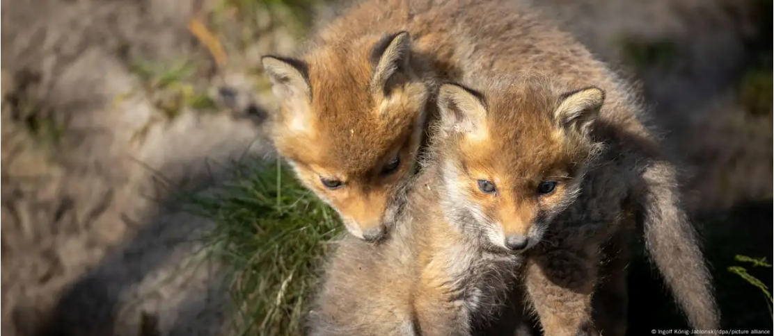 पिछले 50 साल में कितनी 'बीमार' हुई कुदरत?