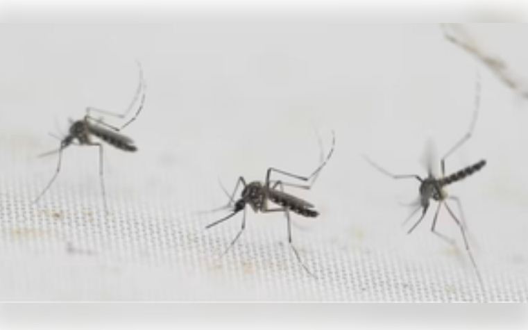 मध्य प्रदेश में बढ़ रहा है डेंगू का प्रकोप, ग्वालियर में मरीजों का आंकड़ा एक हजार