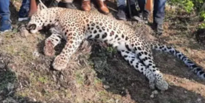 राजस्थान : पुलिस व वन विभाग की टीम ने उदयपुर जिले में तेंदुए को मार दिया