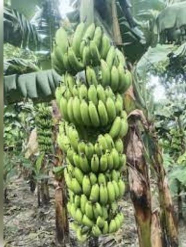 नेपाल, बिहार, पंजाब और दिल्ली में बढ़ी यूपी के केले की मांग