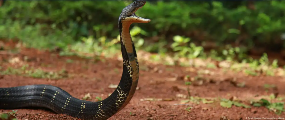 जलवायु परिवर्तन से बढ़ रही हैं सांप के काटने से मौतें