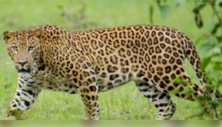 तमिलनाडु: कोयंबटूर में तेंदुए के हमले में बच्ची की मौत, वन विभाग ने पकड़ने के लिए अभियान तेज किया