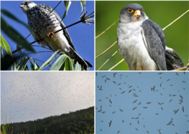 मणिपुर पड़ाव के दौरान अमूर फॉल्कन को किया जाएगा सैटेलाइट ट्रांसमीटर के साथ टैग