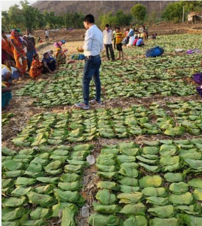 20 साल बाद तेंदूपत्ता नीति में बदलाव बस्तर में संग्रहण का सरकारीकरण...