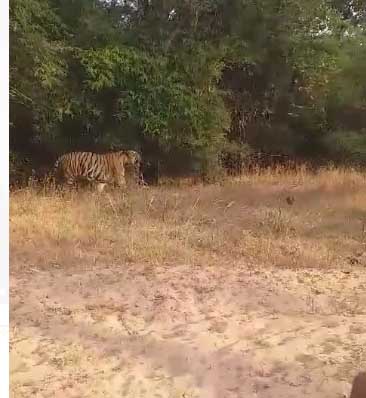 कसडोल में ट्रैंकुलाइज किया गया बाघ ,रायपुर लाने की खबर