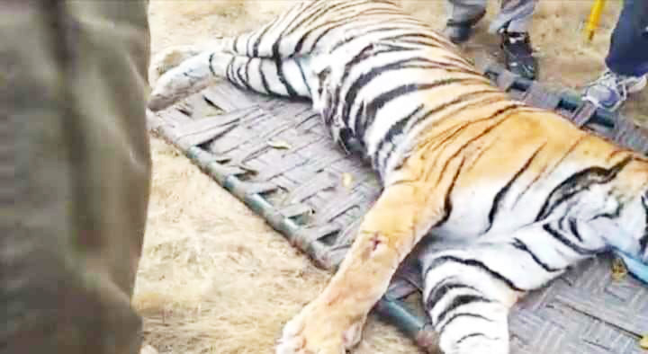 देखें VIDEO : कसडोल के जंगल में घूम रहा बाघ पकड़ाया, टाइगर रिजर्व में छोडऩे की तैयारी भी