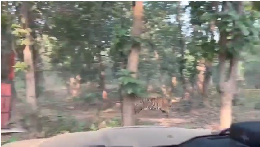 तमोर पिंगला टायगर रिजर्व में गूंजेगी रेस्क्यू किए गए बाघ की दहाड़