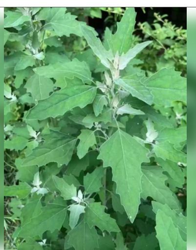 खून करता है साफ, कब्जियत होगी बीते दिनों की बात, करामाती बथुआ के फायदे तमाम 