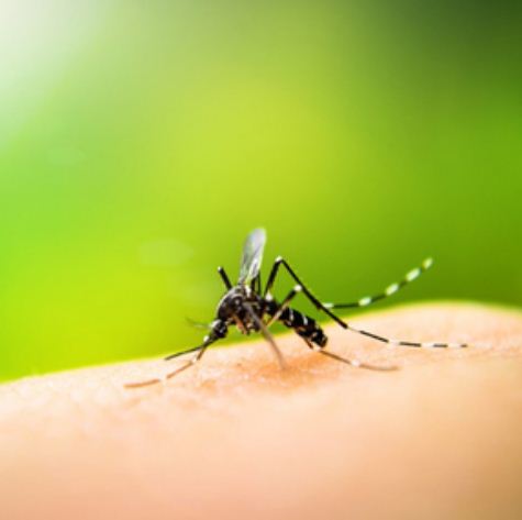 मलेरिया परजीवी जीनोम के विश्लेषण से खुलेंगे उपचार के नए रास्‍ते 