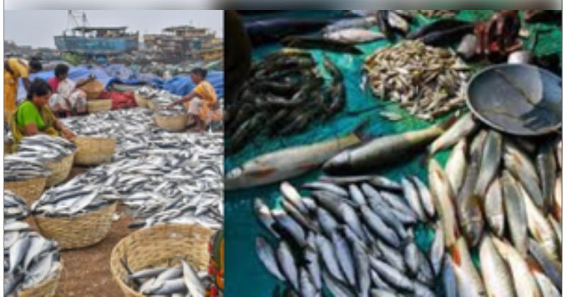 केंद्र ने मछली पालन क्षेत्र के लिए 4,969 करोड़ रुपये के पैकेज को दी मंजूरी
