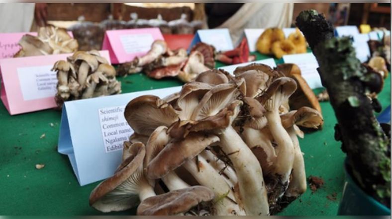 कैंसर से लड़ाई में मिलेगी मदद, प्रतिदिन अगर खाएं मशरूम पांच : अध्ययन 