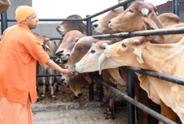 दूध के उत्पादन में यूपी की बादशाहत बरकरार 