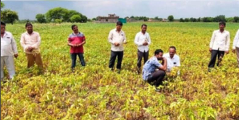 भारतीय एग्रोकेमिकल सेक्टर अगले वित्त वर्ष में 9 प्रतिशत की दर से बढ़ने का अनुमान: रिपोर्ट 