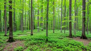 भारत के हरित आवरण में 2021 से 2023 तक 1,445 वर्ग किलोमीटर वृद्धि: सरकारी रिपोर्ट