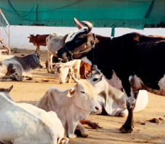 मप्र : गायों का अवैध बाड़ा हटाए जाने के विवाद में गोरक्षकों पर बलवे का मामला दर्ज, बजरंग दल बिफरा