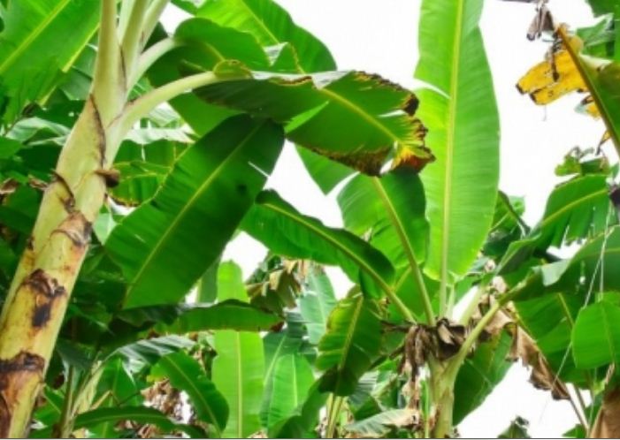 केले से होगी यूपी के किसानों को और कमाई 