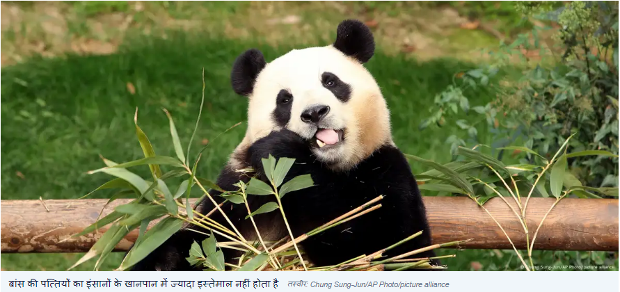 क्या आपने लिया है बांस की पत्ती की चाय का स्वाद?