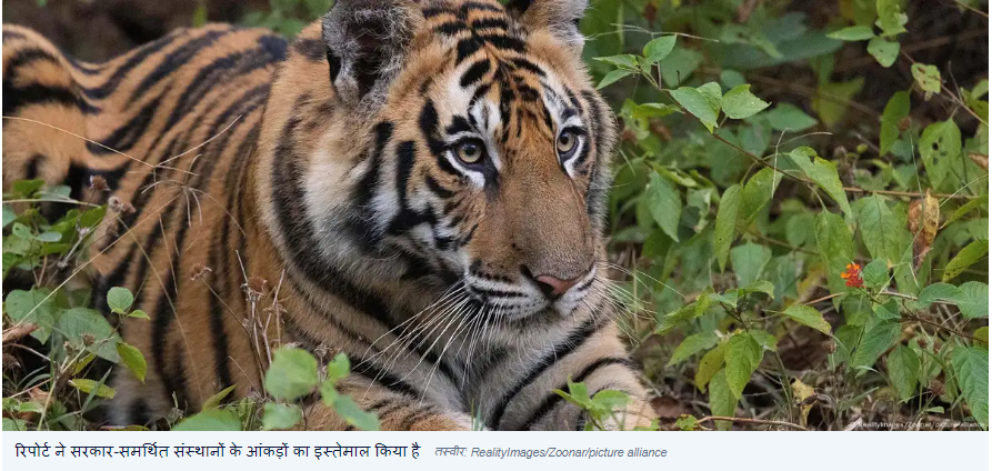 बाघ संरक्षण में भारत की तारीफ, अन्य वैज्ञानिकों को संदेह